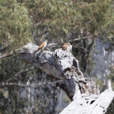 Falco cenchroides (Nankeen Kestrel) at Michelago, NSW - 8 Nov 2018 by Illilanga