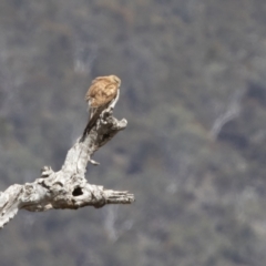 Falco cenchroides at Michelago, NSW - 9 Nov 2018 09:15 AM