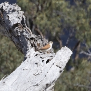 Falco cenchroides at Michelago, NSW - 9 Nov 2018