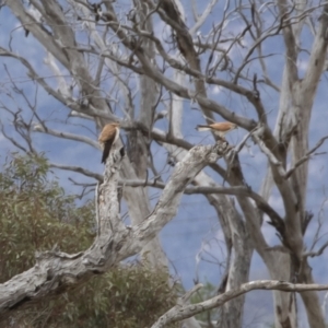 Falco cenchroides at Michelago, NSW - 8 Nov 2018