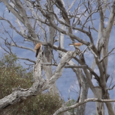 Falco cenchroides (Nankeen Kestrel) at Michelago, NSW - 8 Nov 2018 by Illilanga