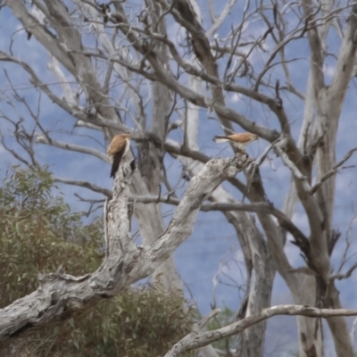 Falco cenchroides (Nankeen Kestrel) at Illilanga & Baroona - 8 Nov 2018 by Illilanga