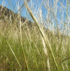 Dichelachne (genus) (Plume Grasses) at Nangus, NSW - 13 Dec 2012 by abread111