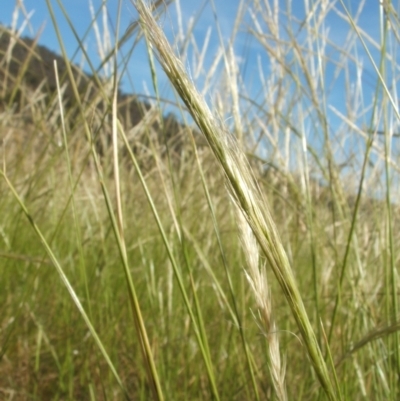 Dichelachne (genus) (Plume Grasses) at Nangus, NSW - 13 Dec 2012 by abread111