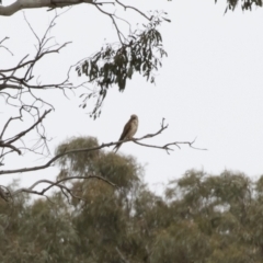 Falco cenchroides (Nankeen Kestrel) at Michelago, NSW - 30 Dec 2018 by Illilanga