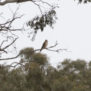 Falco cenchroides at Michelago, NSW - 31 Dec 2018