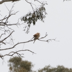 Falco cenchroides at Michelago, NSW - 31 Dec 2018