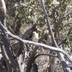 Falco cenchroides (Nankeen Kestrel) at Michelago, NSW - 25 Feb 2019 by Illilanga