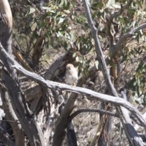 Falco cenchroides at Michelago, NSW - 25 Feb 2019 10:32 AM