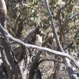 Falco cenchroides at Michelago, NSW - 25 Feb 2019