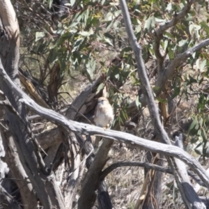 Falco cenchroides at Michelago, NSW - 25 Feb 2019 10:32 AM