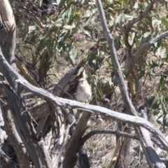 Falco cenchroides at Michelago, NSW - 25 Feb 2019