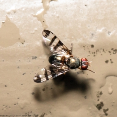 Rivellia sp. (genus) (Signal fly) at Acton, ACT - 28 Dec 2020 by Roger