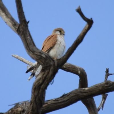 Falco cenchroides (Nankeen Kestrel) at Michelago, NSW - 22 Sep 2012 by Illilanga