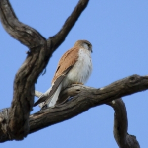 Falco cenchroides at Michelago, NSW - 22 Sep 2012