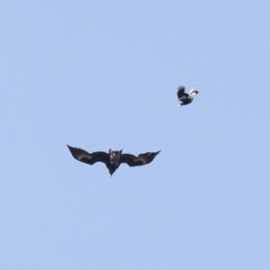 Aquila audax at Michelago, NSW - 3 Nov 2009