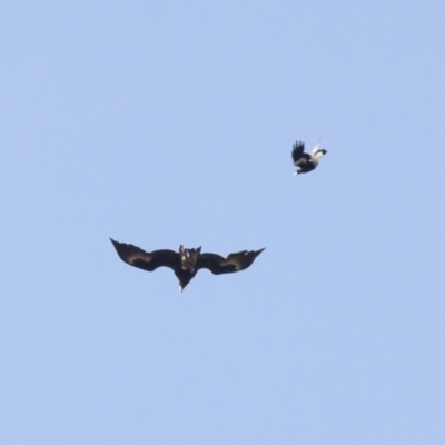 Aquila audax (Wedge-tailed Eagle) at Illilanga & Baroona - 3 Nov 2009 by Illilanga