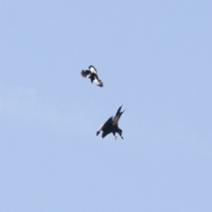 Aquila audax at Michelago, NSW - 3 Nov 2009