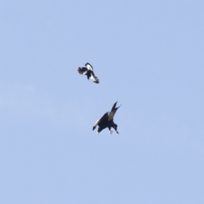 Gymnorhina tibicen (Australian Magpie) at Michelago, NSW - 3 Nov 2009 by Illilanga