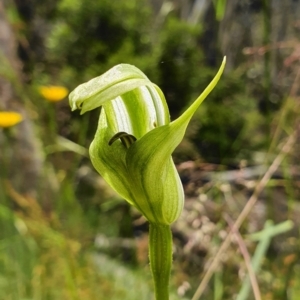 Pterostylis monticola at Cotter River, ACT - suppressed