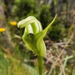Pterostylis monticola (Large Mountain Greenhood) at Cotter River, ACT - 30 Dec 2020 by shoko