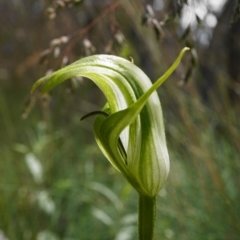 Pterostylis monticola at Cotter River, ACT - suppressed