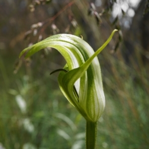 Pterostylis monticola at Cotter River, ACT - 31 Dec 2020