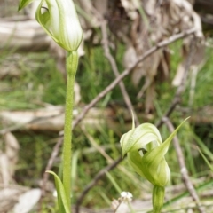 Pterostylis monticola at Cotter River, ACT - suppressed