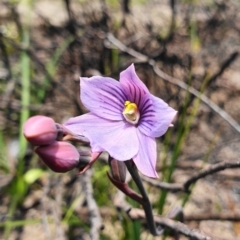 Thelymitra cyanea (Veined Sun Orchid) at Cotter River, ACT - 31 Dec 2020 by shoko