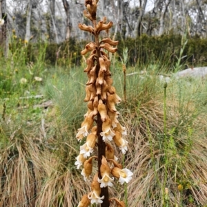 Gastrodia procera at Cotter River, ACT - suppressed