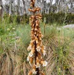 Gastrodia procera (Tall Potato Orchid) at Cotter River, ACT - 1 Jan 2021 by shoko