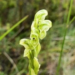 Hymenochilus crassicaulis (Alpine swan greenhood) at Bimberi Nature Reserve - 1 Jan 2021 by shoko