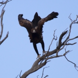 Aquila audax at Michelago, NSW - 22 Jun 2012