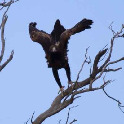 Aquila audax (Wedge-tailed Eagle) at Michelago, NSW - 22 Jun 2012 by Illilanga