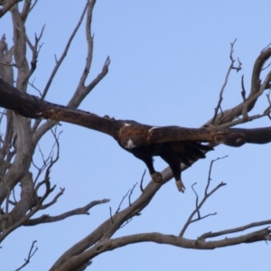 Aquila audax at Michelago, NSW - 22 Jun 2012 03:24 PM