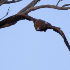 Aquila audax at Michelago, NSW - 22 Jun 2012 03:24 PM