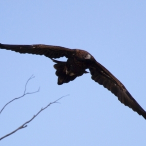 Aquila audax at Michelago, NSW - 22 Jun 2012 03:24 PM