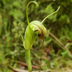 Diplodium decurvum (Summer greenhood) at Bimberi Nature Reserve - 2 Jan 2021 by shoko