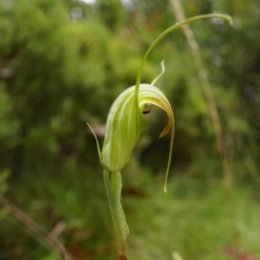 Diplodium decurvum at Cotter River, ACT - suppressed