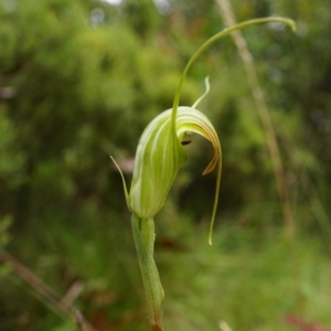 Diplodium decurvum at Cotter River, ACT - suppressed