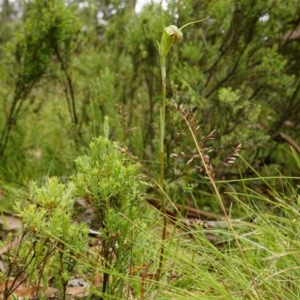 Diplodium decurvum at Cotter River, ACT - suppressed