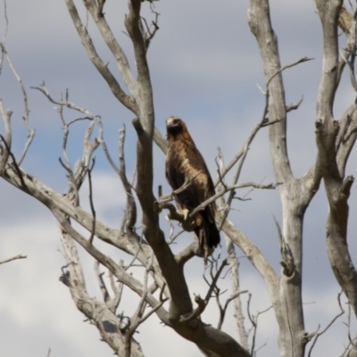 Aquila audax (Wedge-tailed Eagle) at Illilanga & Baroona - 18 Feb 2014 by Illilanga