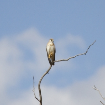 Falco cenchroides (Nankeen Kestrel) at Illilanga & Baroona - 18 Feb 2014 by Illilanga