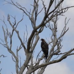 Falco cenchroides at Michelago, NSW - 18 Feb 2014