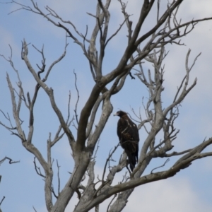 Falco cenchroides at Michelago, NSW - 18 Feb 2014