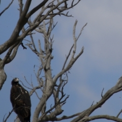 Falco cenchroides at Michelago, NSW - 18 Feb 2014