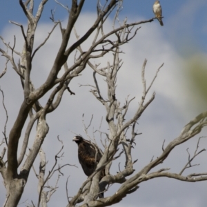 Falco cenchroides at Michelago, NSW - 18 Feb 2014