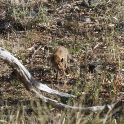 Vulpes vulpes (Red Fox) at Michelago, NSW - 28 Dec 2020 by Illilanga