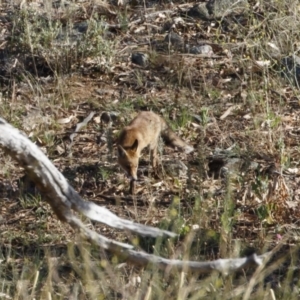 Vulpes vulpes at Michelago, NSW - 28 Dec 2020