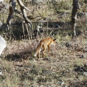 Vulpes vulpes at Michelago, NSW - 28 Dec 2020